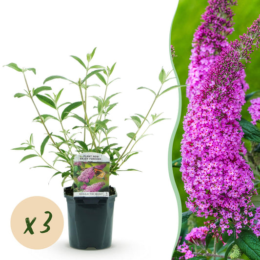 Green boutiQ - Tuinplant - Buddleja davidii Pink Delight - Vlinderstruik - Winterhard - Roze - 3 Planten - Pot 17cm - Hoogte 45cm