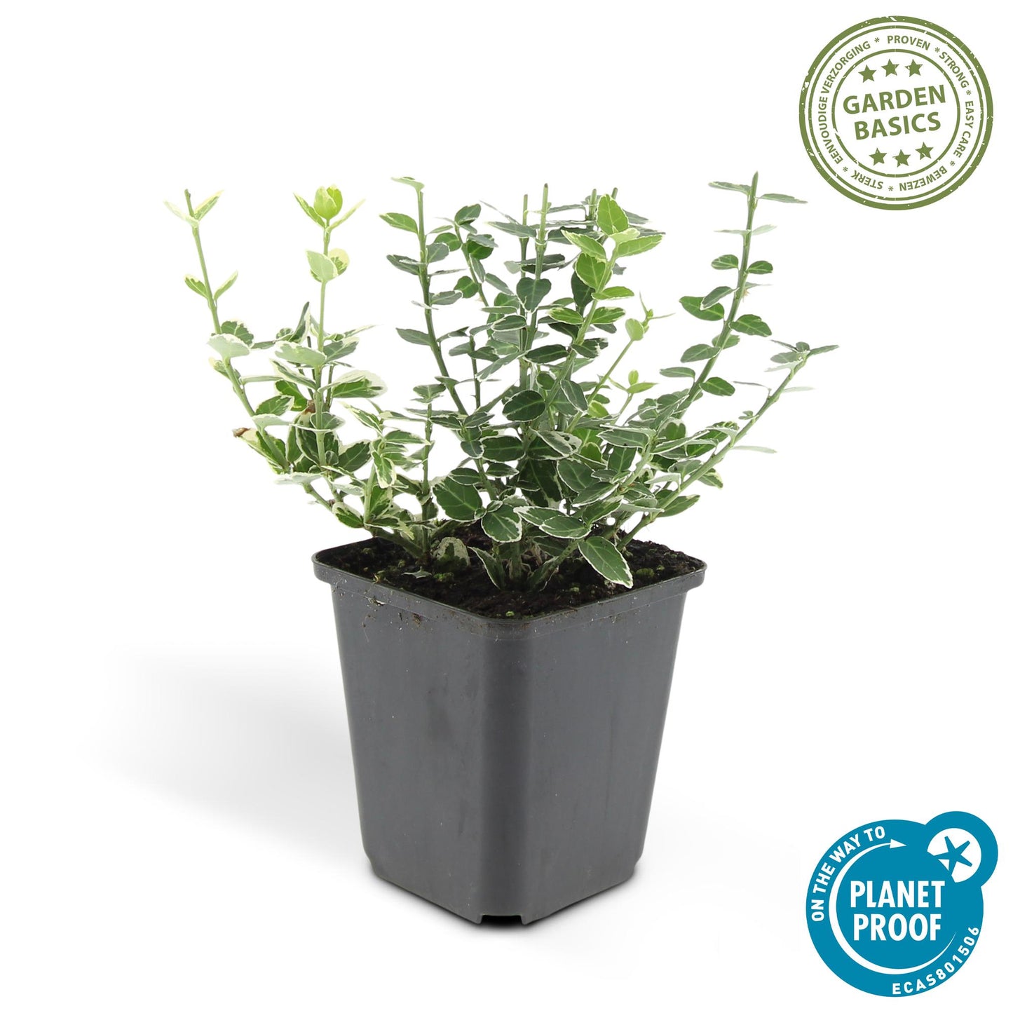 Euonymus fort. 'Emerald Gaiety' - Kardinaalshoed