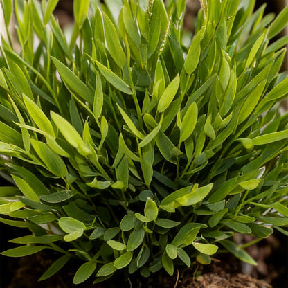 Green boutiQ - Kamerplant - Bamusa Pogonatherum Monica - Bamboegras - Huisdiervriendelijke Plant - Groen - 1 Plant - met Potter Wit - Pot 12cm - Hoogte 20cm