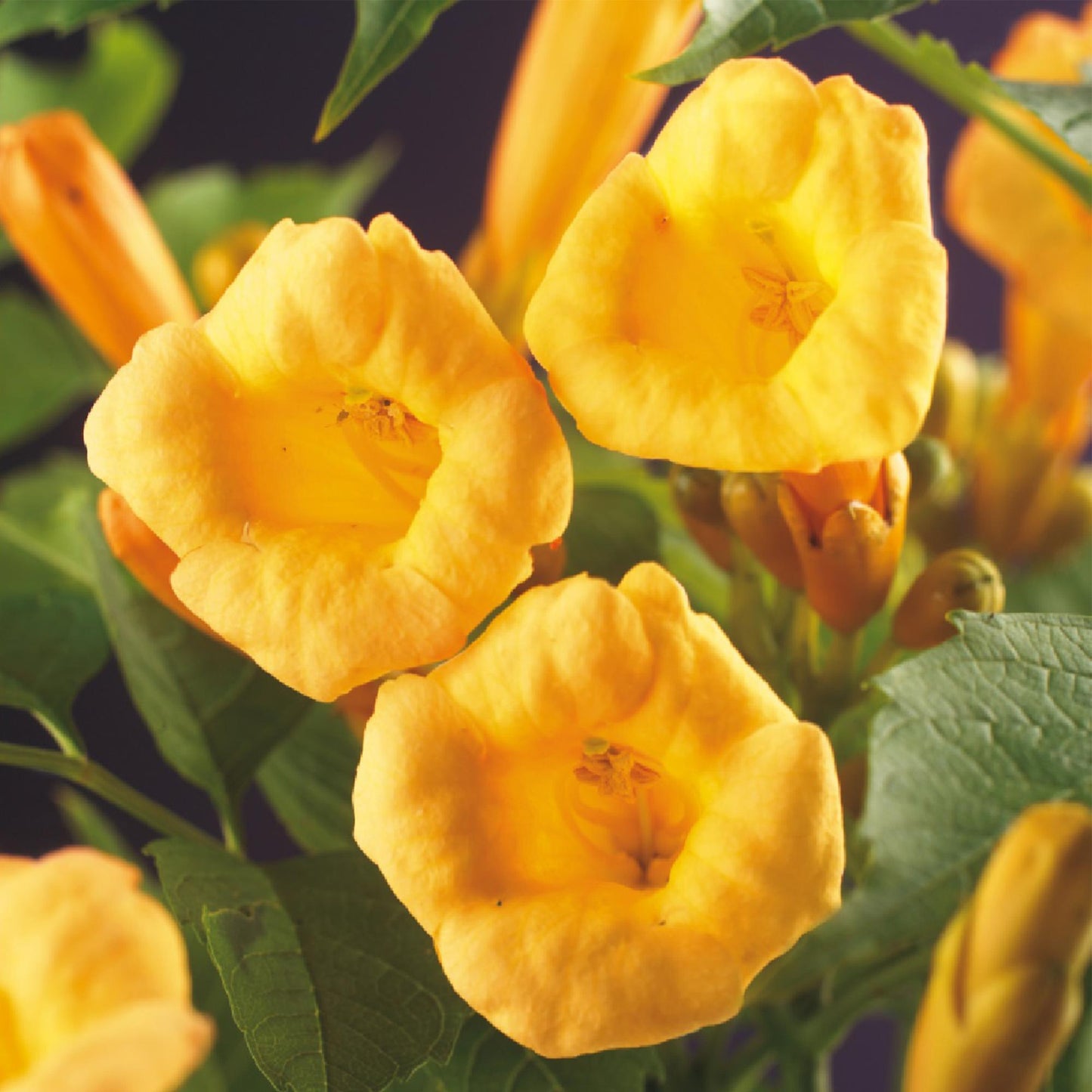 Campsis radicans 'Flava' - Trompetbloem