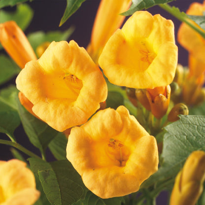 Campsis radicans 'Flava' - Trompetbloem