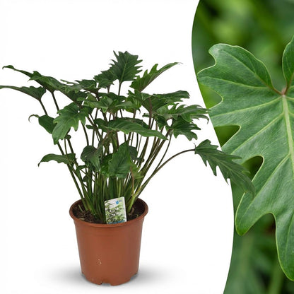 Green boutiQ - Kamerplant - Philodendron - Philodendron Xanadu - Groen - Weinig onderhoud - 1 Plant - Pot 19cm - Hoogte 60cm
