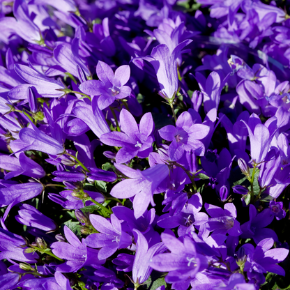Campanula persicifolia ‘Coerulea' - Klokjesbloem