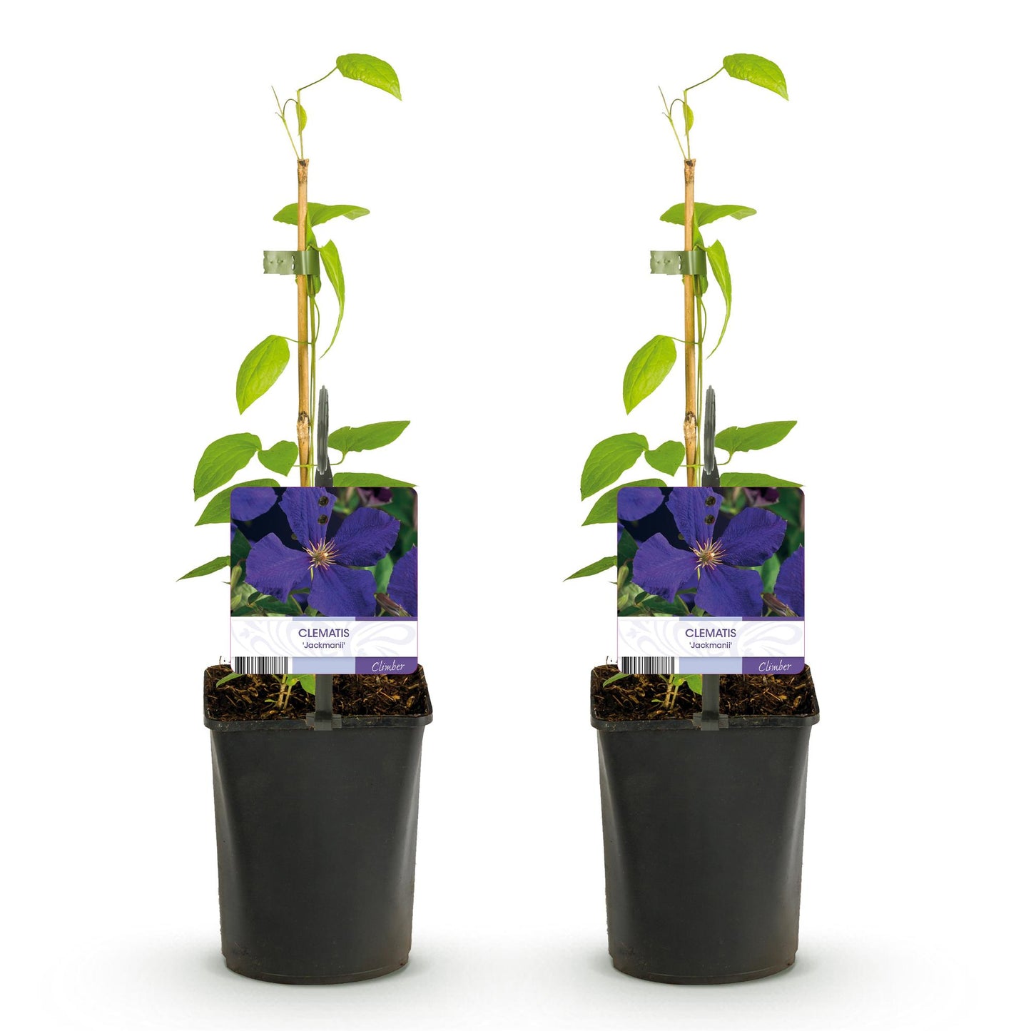 Clematis Jackmanii - Clematis - 2 planten - Pot 11cm - Hoogte 40cm