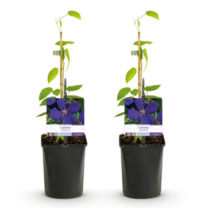 Clematis Jackmanii - Clematis - 2 planten - Pot 11cm - Hoogte 40cm