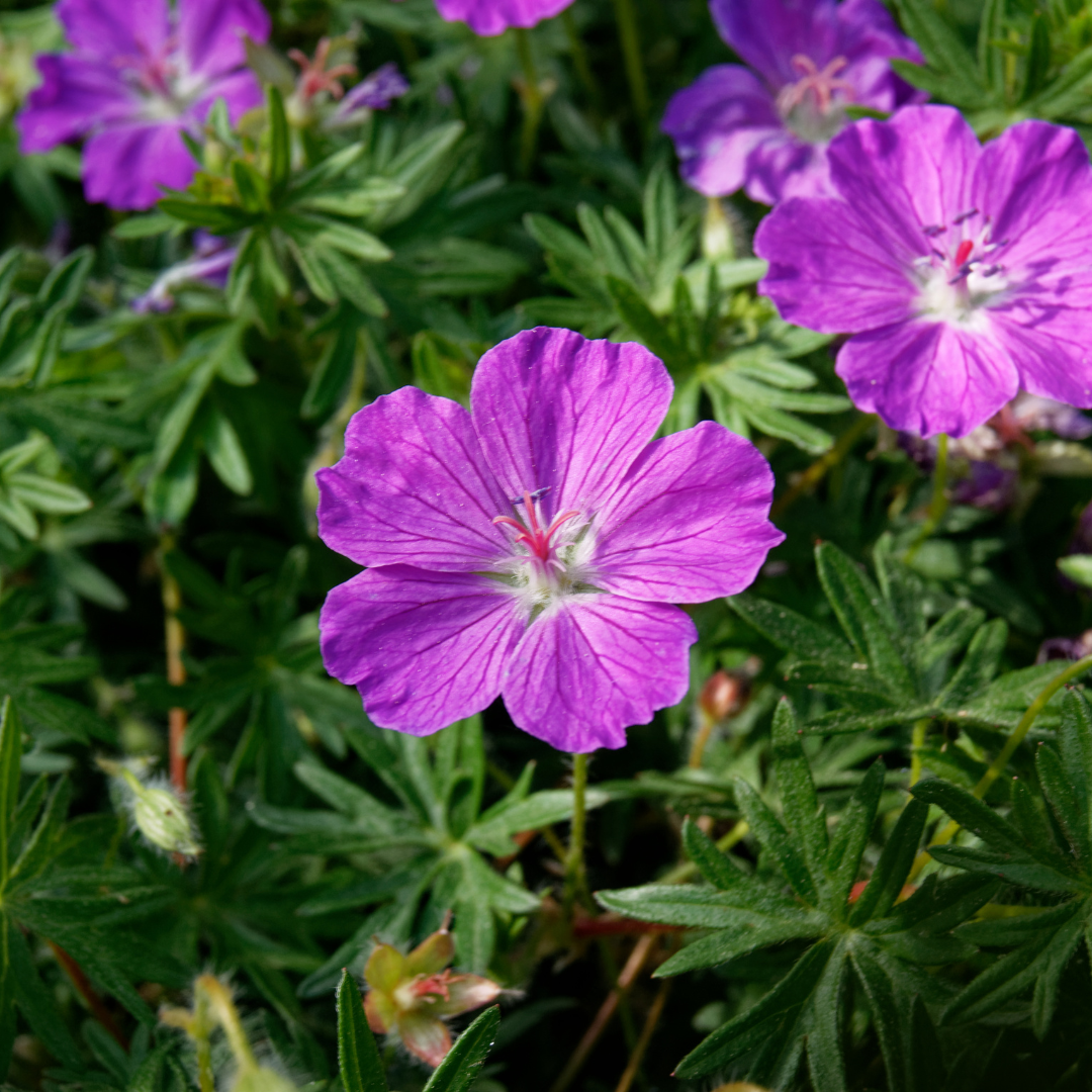 Geranium sanguineum - Bloedooievaarsbek