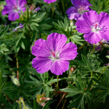 Geranium sanguineum - Bloedooievaarsbek