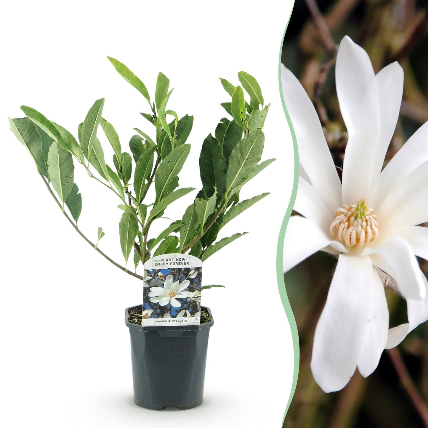 Magnolia stellata - Stermagnolia - hoogte 45cm