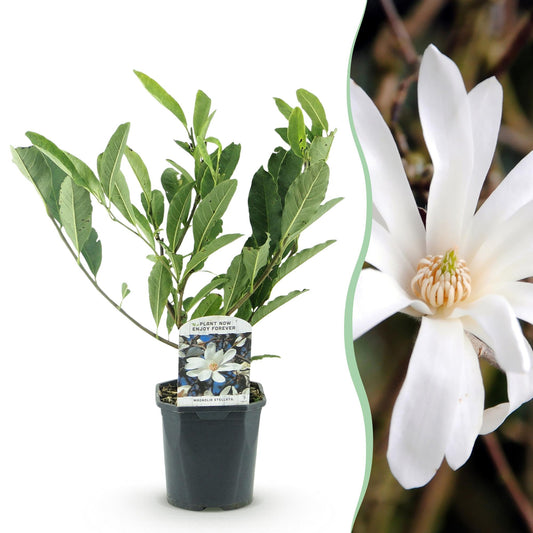 Magnolia stellata - Stermagnolia - hoogte 45cm