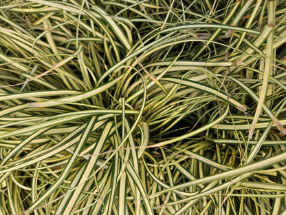 Carex oshimensis 'Evergold' - Japanse Zegge