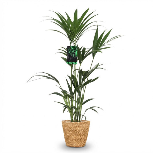 Green boutiQ - Kamerplant - Howea Forsteriana - Kentia Palm - Weinig Onderhoud - Groen - 1 Plant - met Mand - Pot 21cm - Hoogte 120-130cm