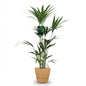 Green boutiQ - Kamerplant - Howea Forsteriana - Kentia Palm - Weinig Onderhoud - Groen - 1 Plant - met Mand - Pot 21cm - Hoogte 120-130cm