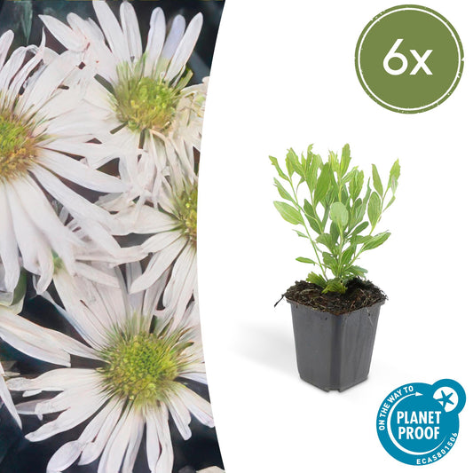 Aster ageratoides 'Ashvi' - Herfstaster