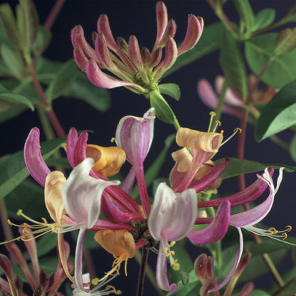 Lonicera periclymenum 'Serotina' - Kamperfolie