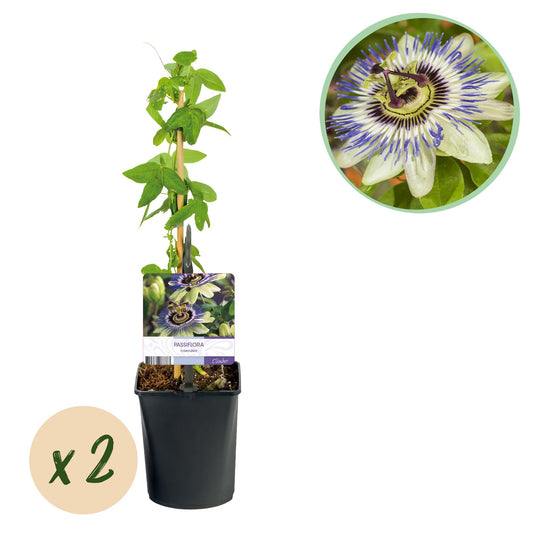 Passiflora caerulea - Passiebloem