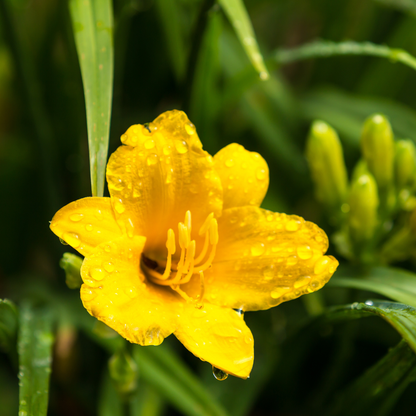 Hemerocallis 'Stella de Oro' - Daglelie