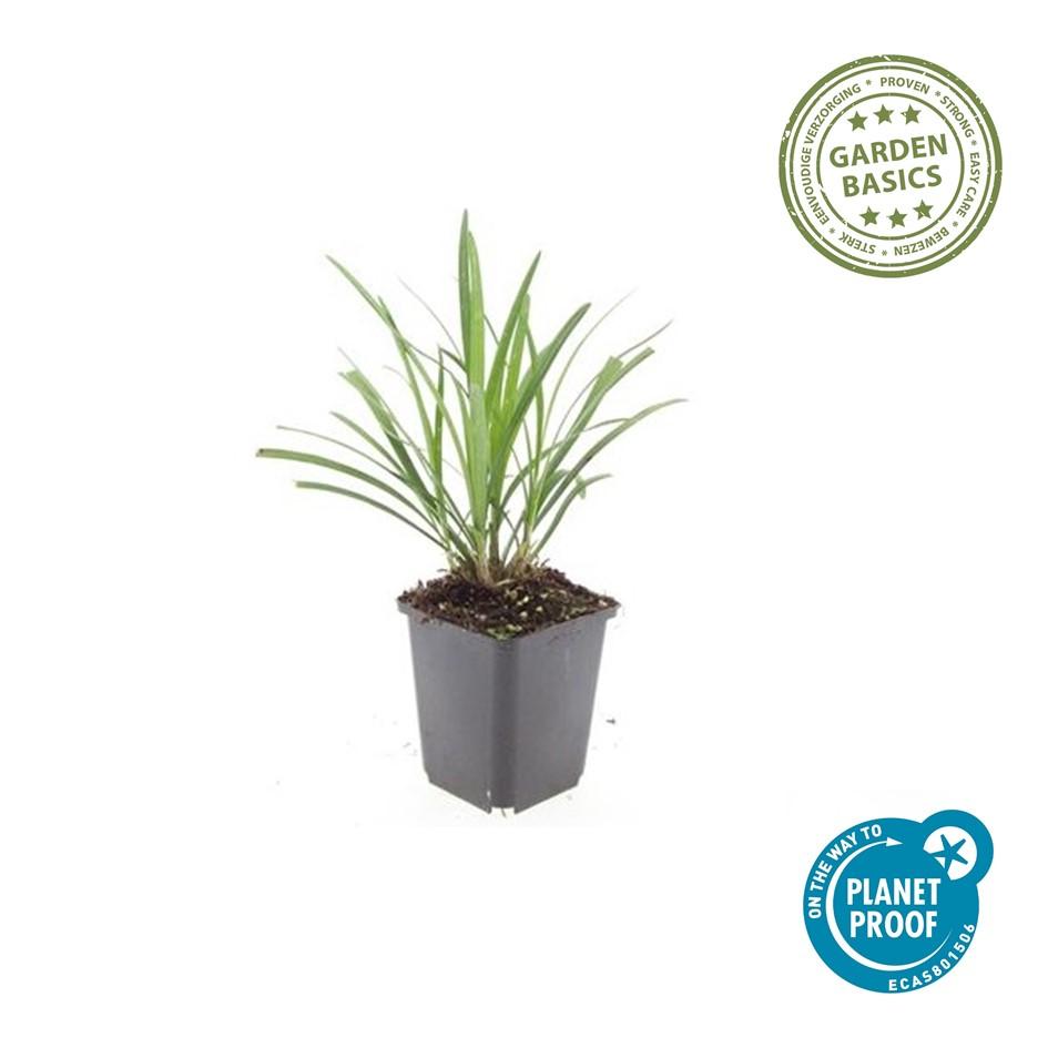 Liriope muscari 'Ingwersen' - Leliegras