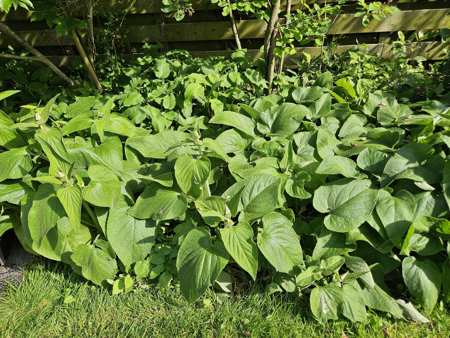 Phlomis russeliana - Brandkruid