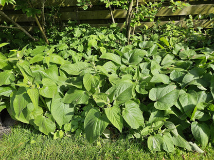 Phlomis russeliana - Brandkruid