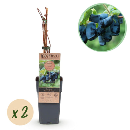 Lonicera caerulea 'Kamchatika' - Honingbes - 2 planten - Pot 15cm - Hoogte 50cm