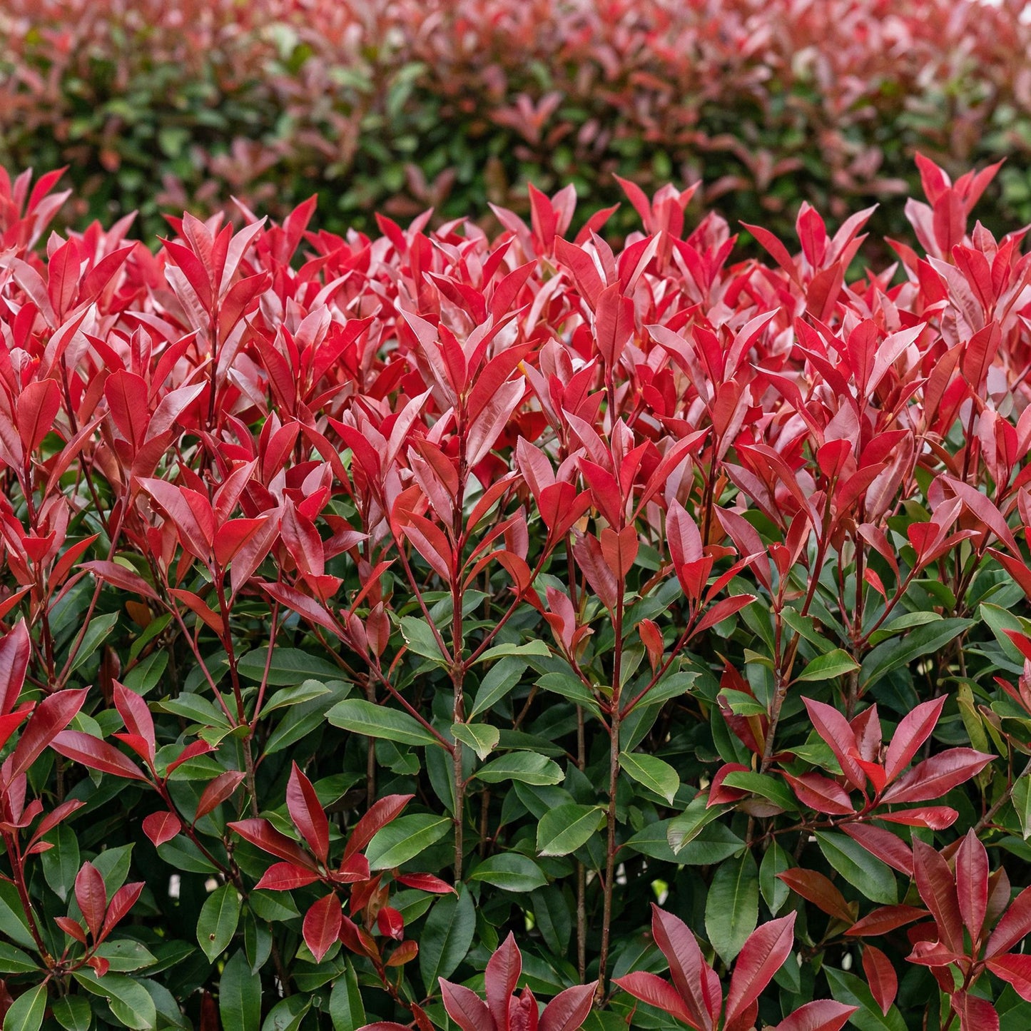 Photinia fraseri 'Carre Rouge' - Glansmispel - 6 planten - pot 17cm - hoogte 55cm