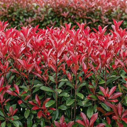 Photinia fraseri 'Carre Rouge' - Glansmispel - 6 planten - pot 17cm - hoogte 55cm