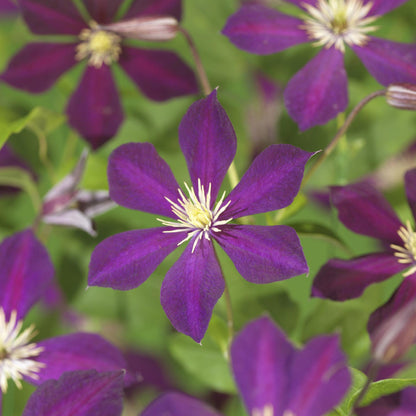 Clematis 'Mikelite' - Clematis - 2 planten - Pot 11cm - Hoogte 40cm