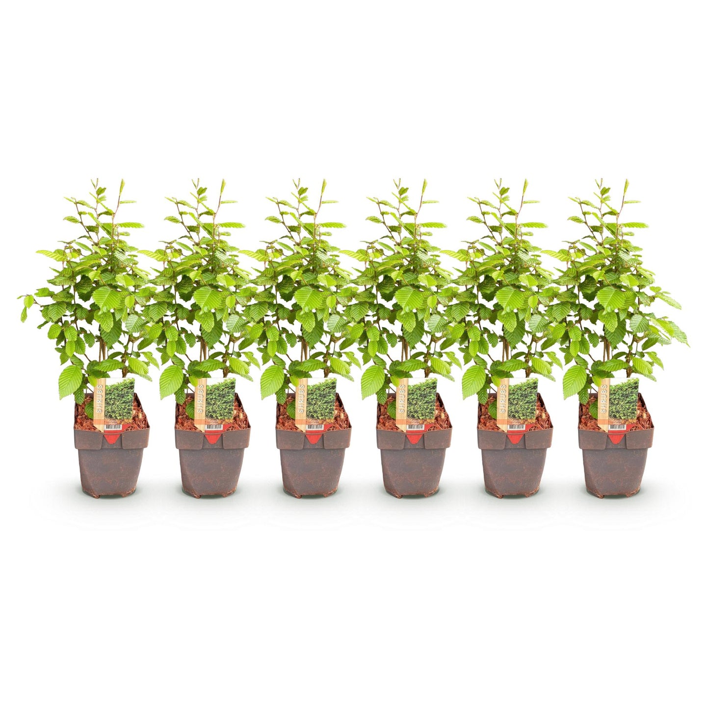Carpinus betulus - Haagbeuk - hoogte 50-55cm