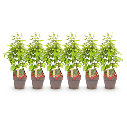 Carpinus betulus - Haagbeuk - hoogte 50-55cm