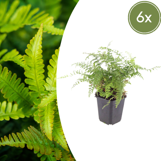 Polystichum set. 'Herrenhausen' - Zachte Naaldvaren