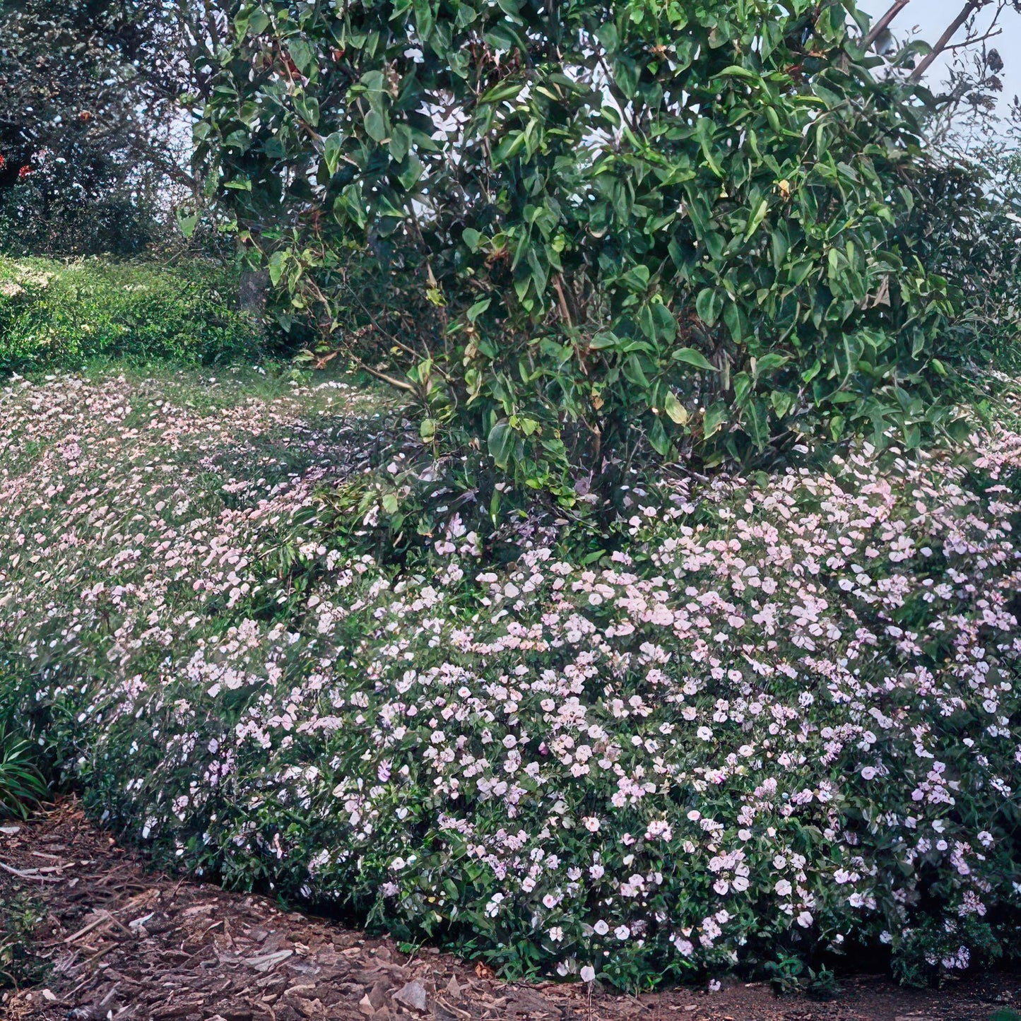 Aster ageratoides 'Asran' - Herfstaster