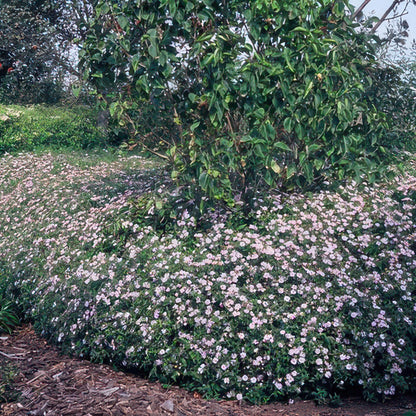 Aster ageratoides 'Asran' - Herfstaster