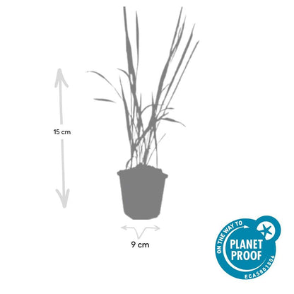 Imperata cylindrica 'Red Baron' Japans Bloedgras