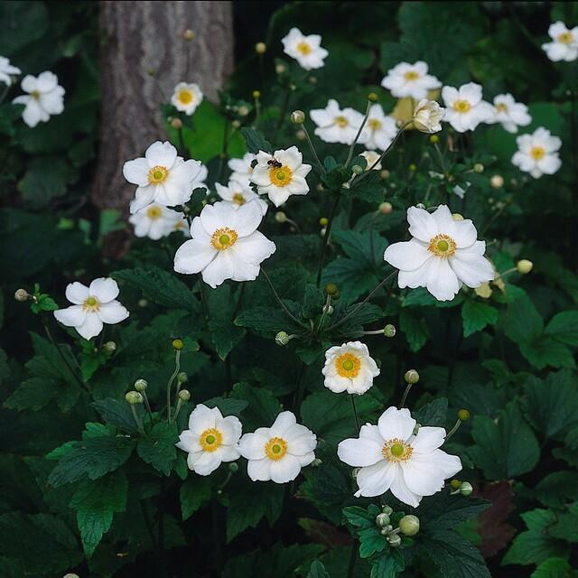 Anemone 'Honorine Jobert' - Herfstanemoon