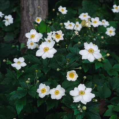 Anemone 'Honorine Jobert' - Herfstanemoon