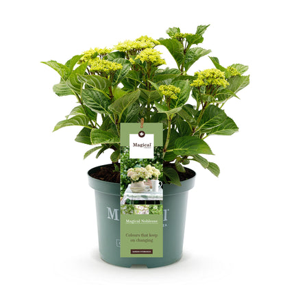 Hydrangea 'Magical Nobless' - Witte Hortensia - 6-10 bloemen - hoogte 55cm