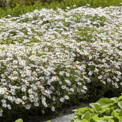 Aster ageratoides 'Ashvi' - Herfstaster