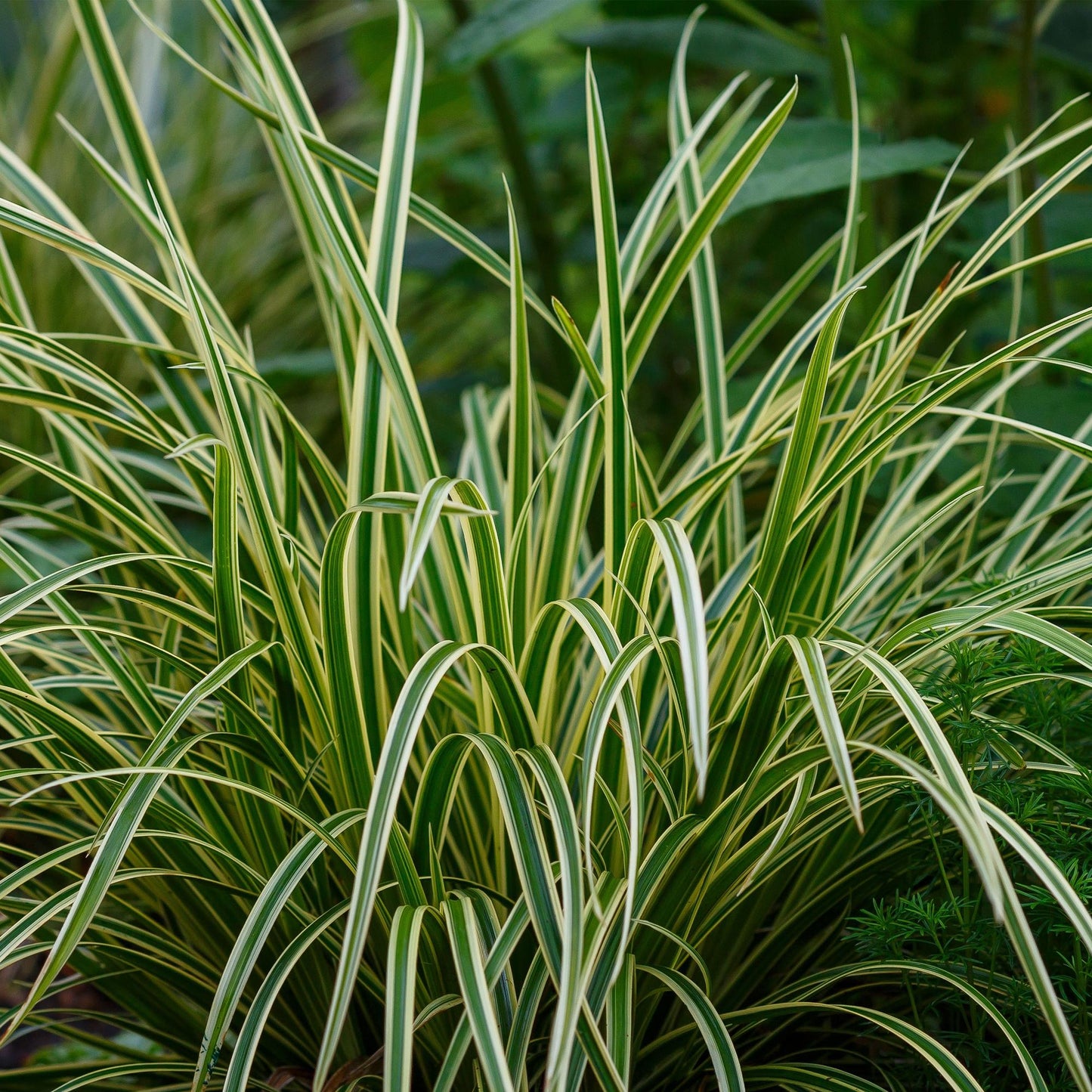 Green boutiQ - Siergrassen - Carex morrowii Ice Dance  - Wit & Groen - 4 Planten - Bladhoudend - Weinig Onderhoud - Pot 17cm Hoogte 50cm