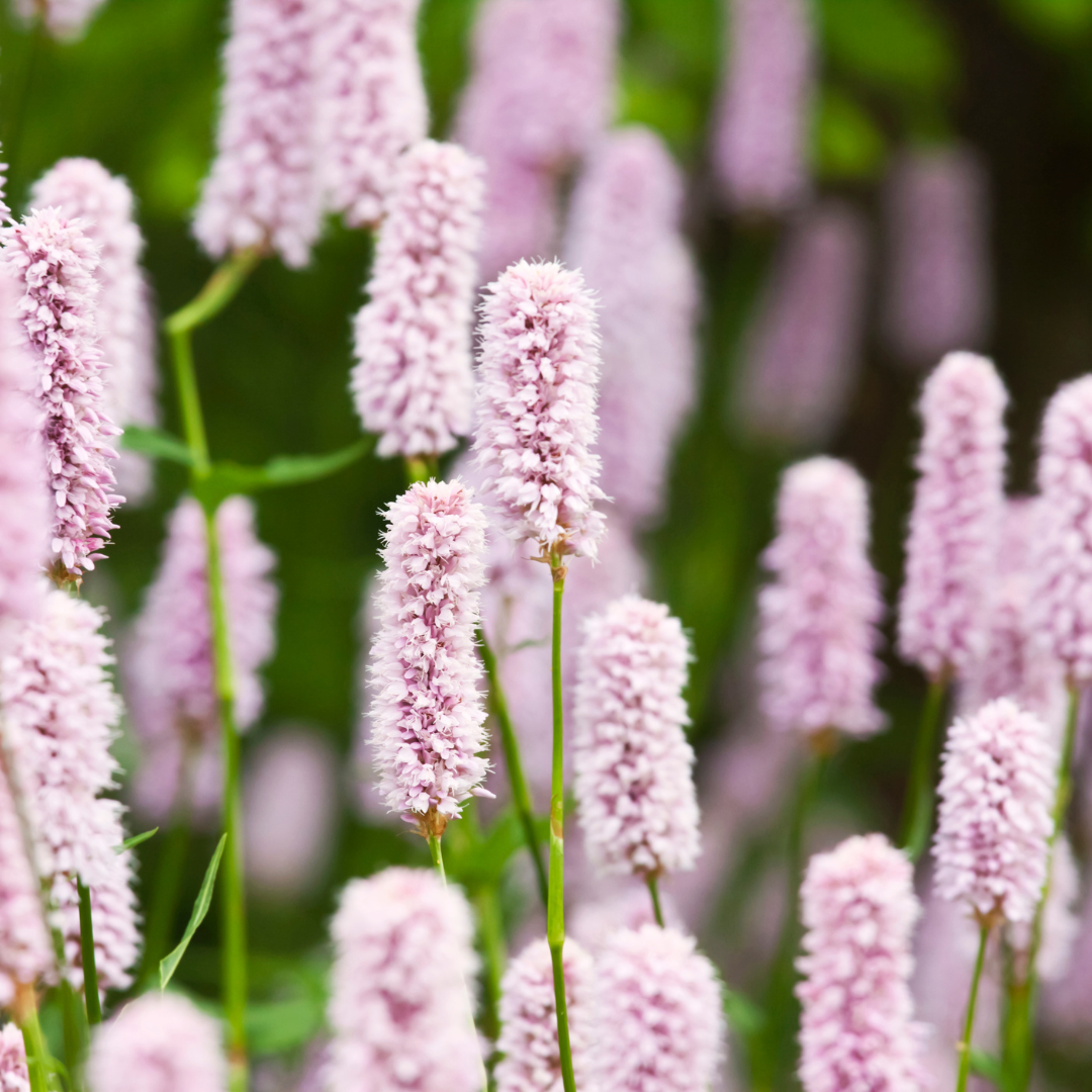 Persicaria amplexicaulis 'Alba' - Duizendknoop