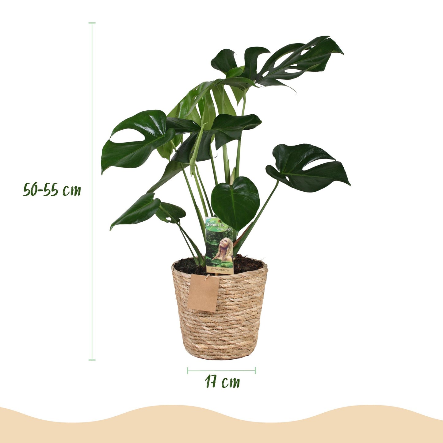 Monstera Deliciosa - Gatenplant - 1 plant - pot 17cm - hoogte 50-55cm