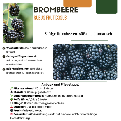 Biologische bramenplanten - 3 planten - Ø 13 cm - ↨ 20 cm