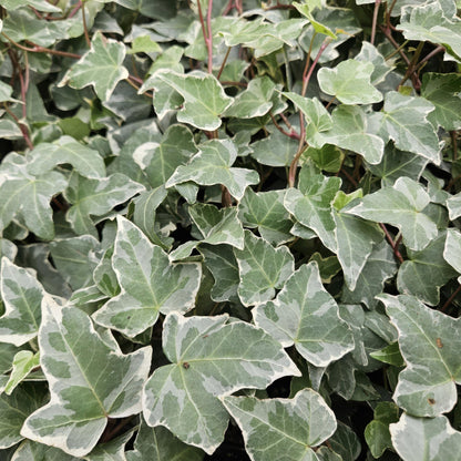 Hedera helix 'Glacier' - kleinbladige Klimop