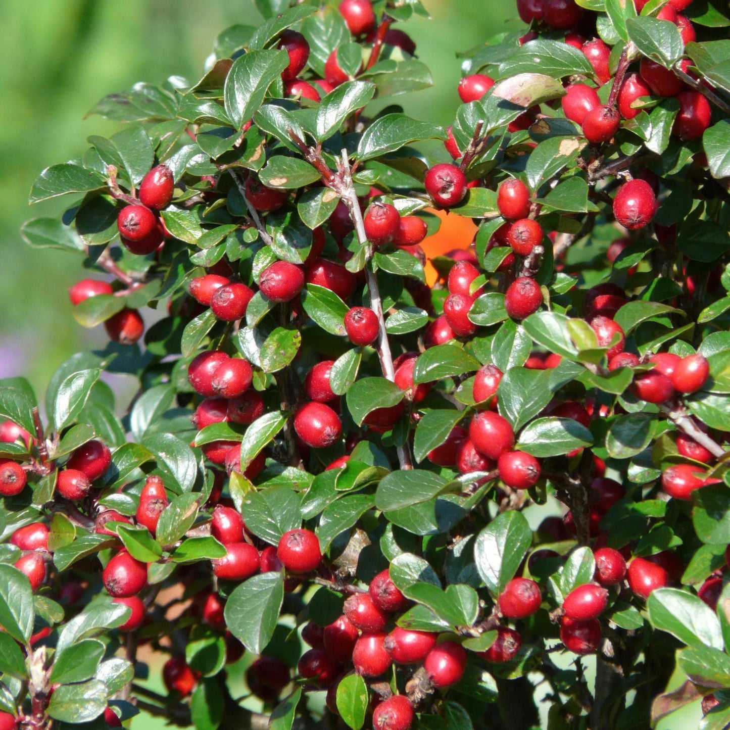 Cotoneaster dammeri - Dwergmispel