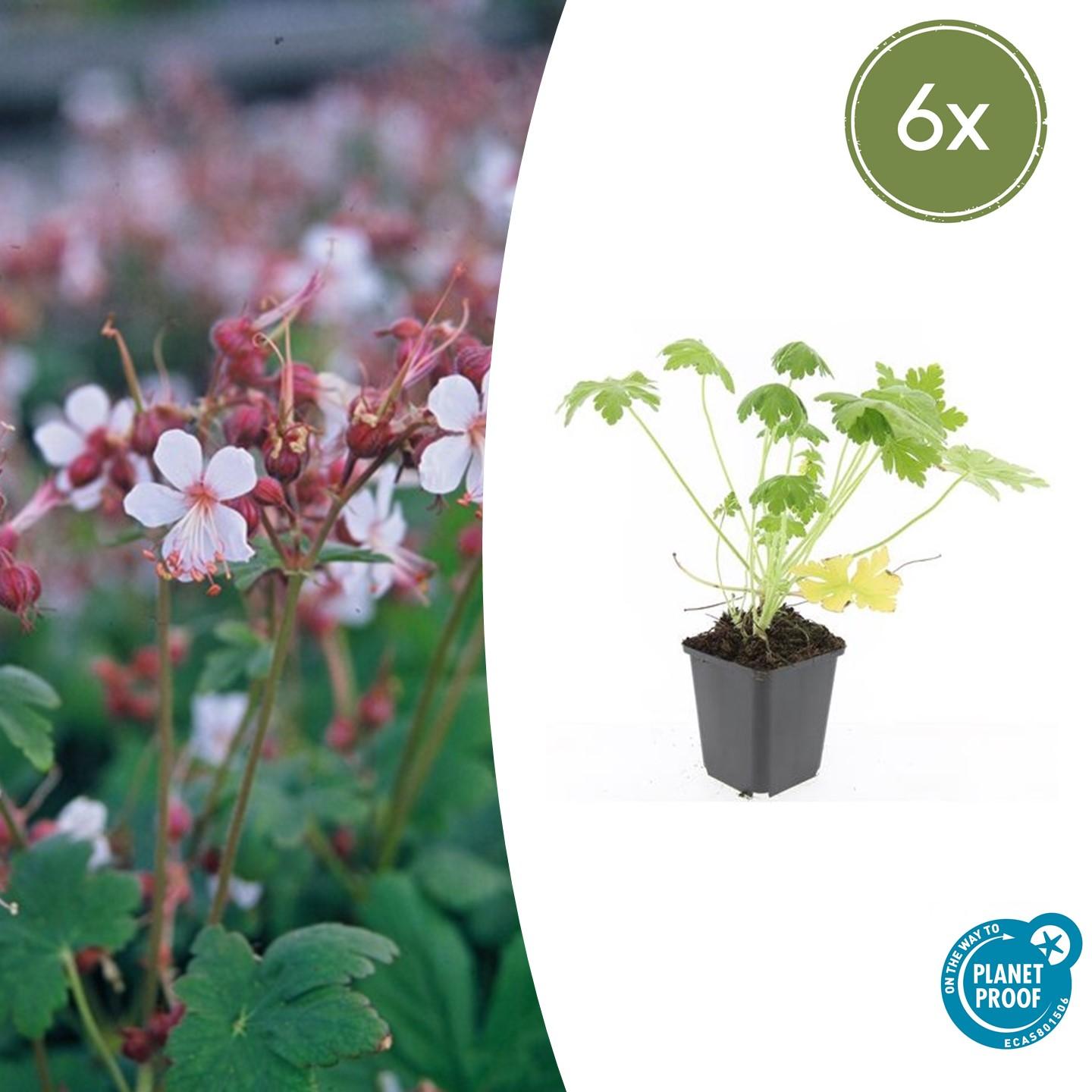 Geranium macrorrhizum 'Spessart' - Ooievaarsbek