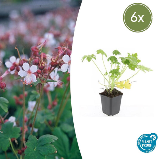 Geranium macrorrhizum 'Spessart' - Ooievaarsbek