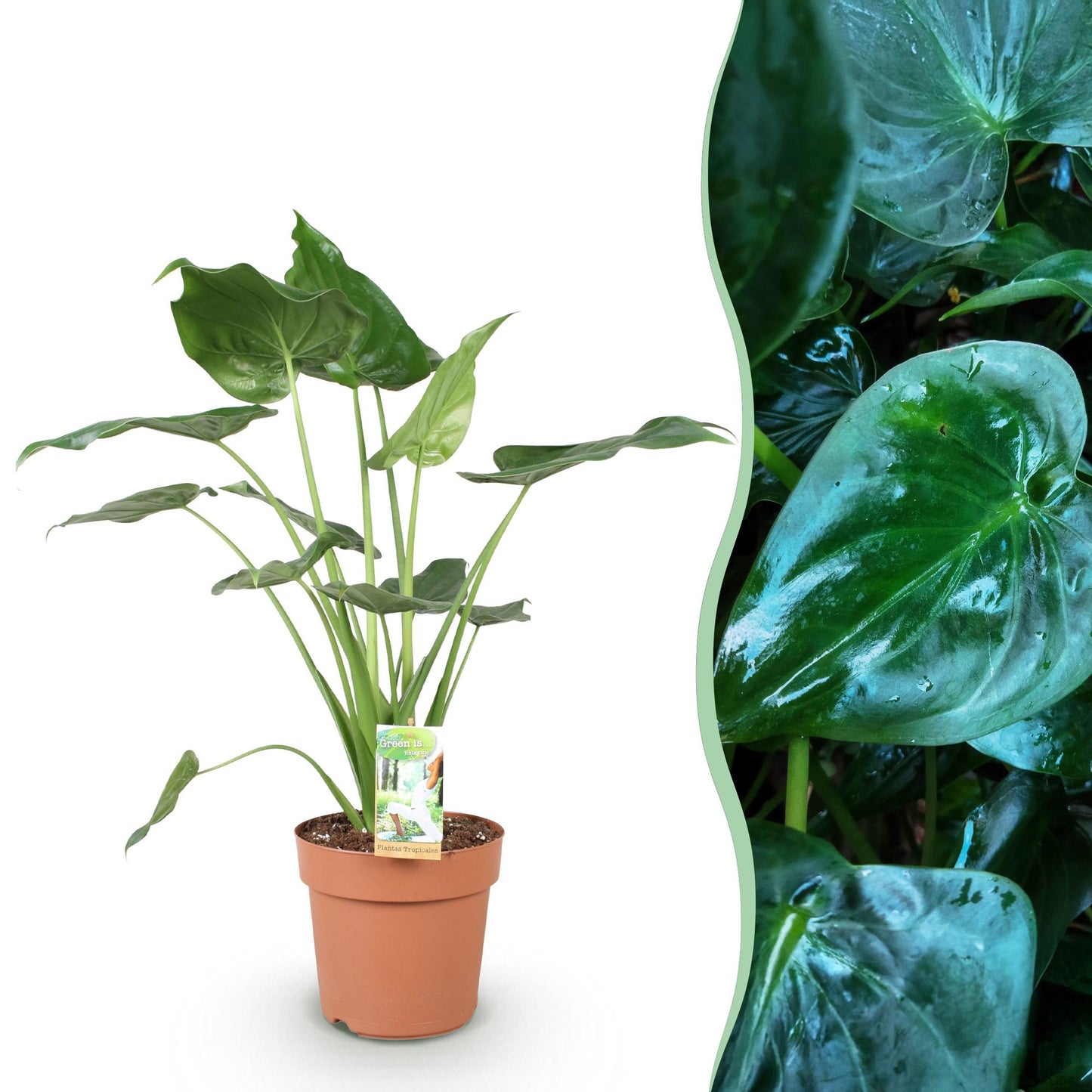 Alocasia Cucullata - Boeddha,s hand - pot 21cm - hoogte 65-70cm