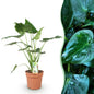 Alocasia Cucullata - Boeddha,s hand - pot 21cm - hoogte 65-70cm