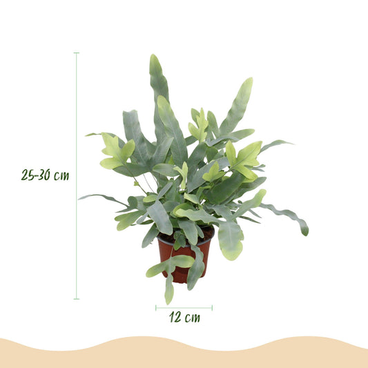 Green boutiQ - Kamerplant - Phlebodium aureum Blue Star - Blauwe Varen - Huisdiervriendelijke Plant - Blauw - 4 Planten - met Mand - Pot 12cm - Hoogte 25cm
