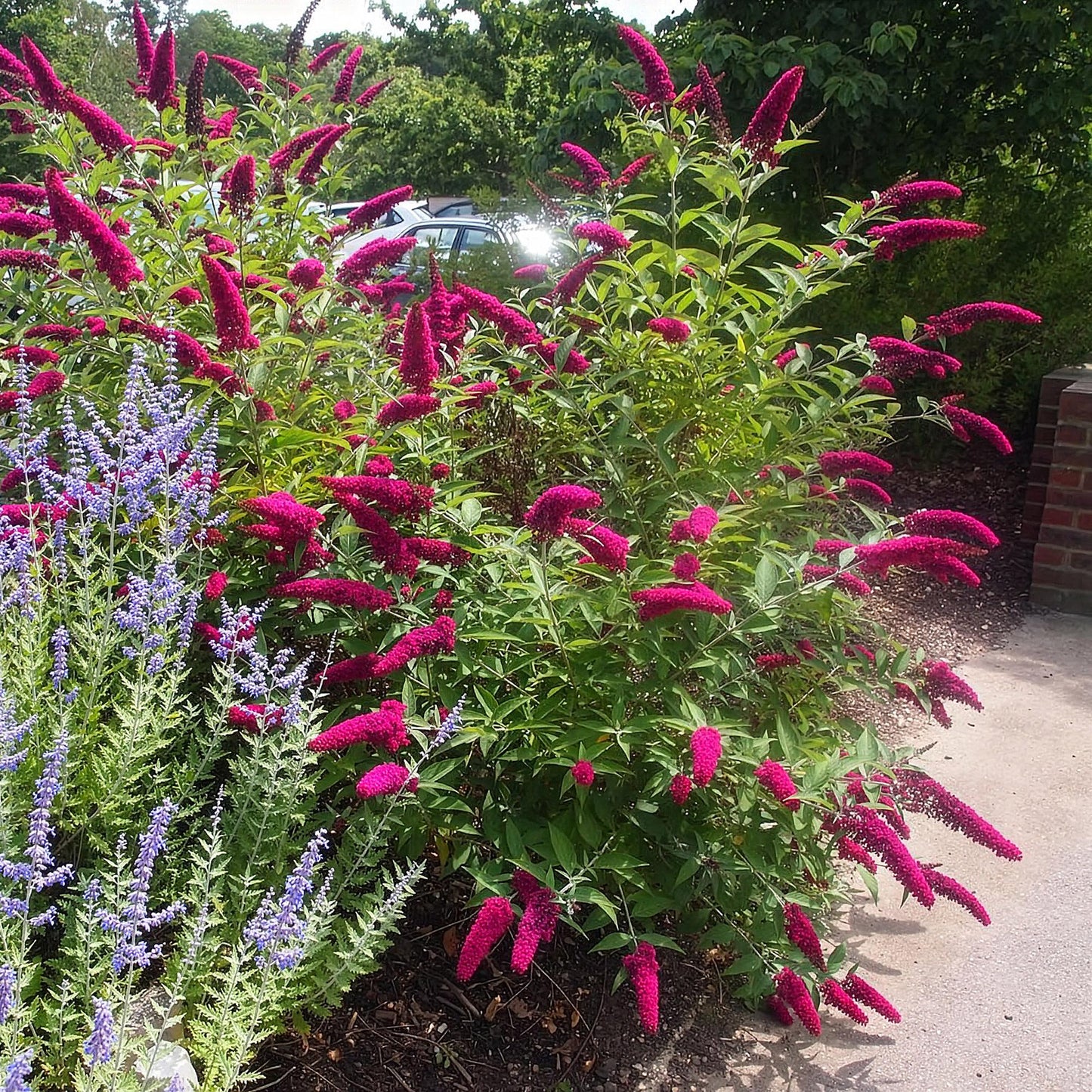 Buddleja davidii 'Royal Red' - Vlinderstruik - hoogte 45cm