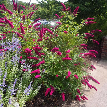 Buddleja davidii 'Royal Red' - Vlinderstruik - hoogte 45cm
